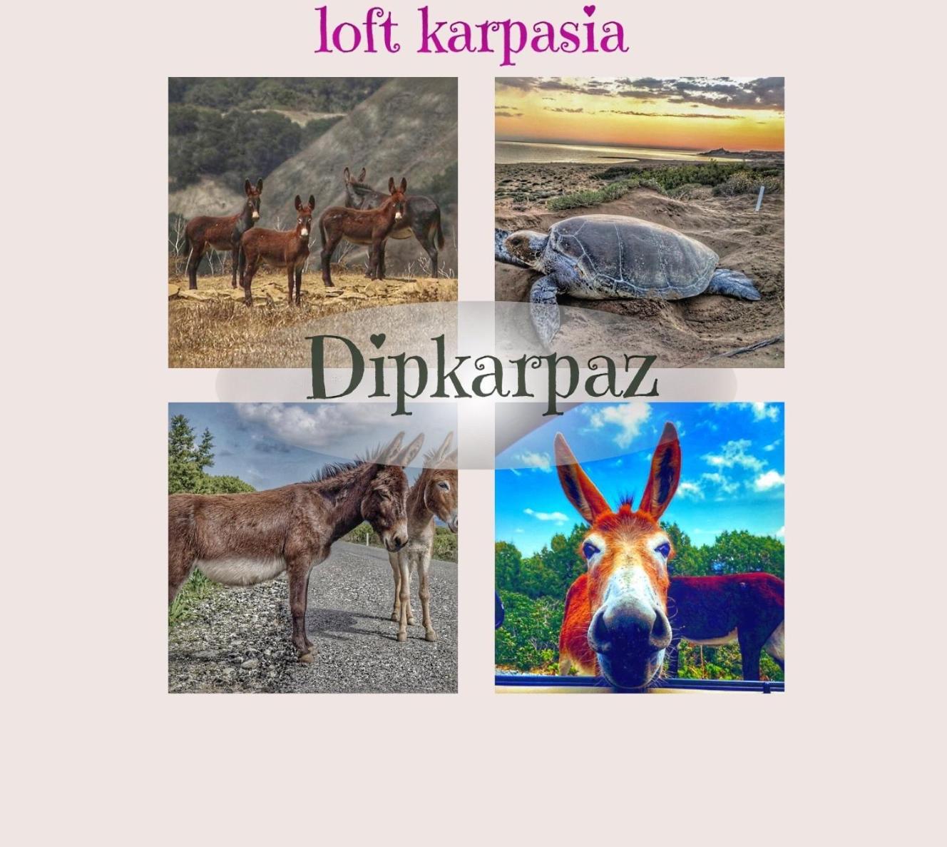Loft Karpasia Rizokarpaso エクステリア 写真